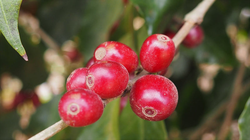 Colombia Farmgate Sierra Nevada Finca Lobella Yinson Arboleda - *49610* - 25903 - GrainPro Bags - SPOT RCWHSE