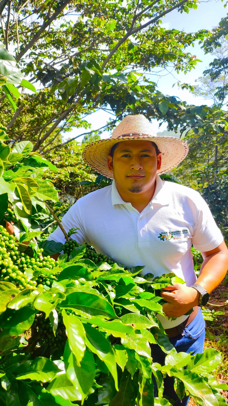 Honduras Lempira Intibuca Anain Cortes 83+ SHG EP - 33158 - GrainPro Bags - SPOT RCWHSE