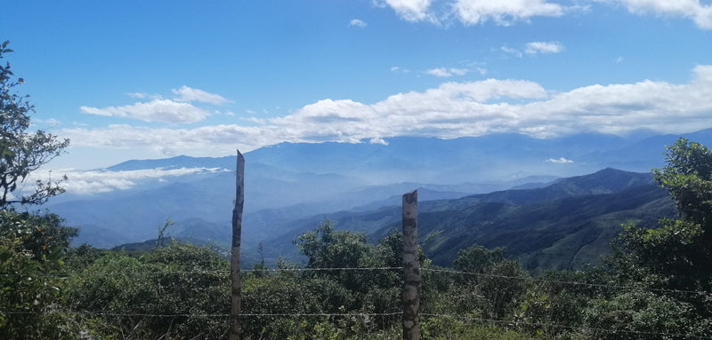 Ecuador Loja Angel Capa - *51756* - 25439 - 69.0 kg GrainPro Bags - SPOT RCWHSE