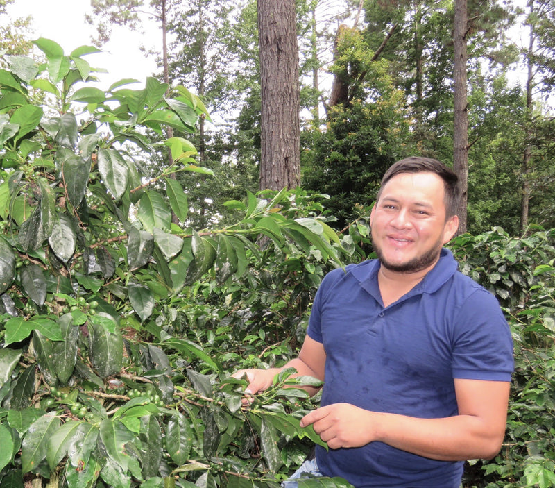 HONDURAS FT ORGANIC ARNOLD ISAAC MARTINEZ - *50964* - 25373 - GrainPro Bags - SPOT RCWHSE