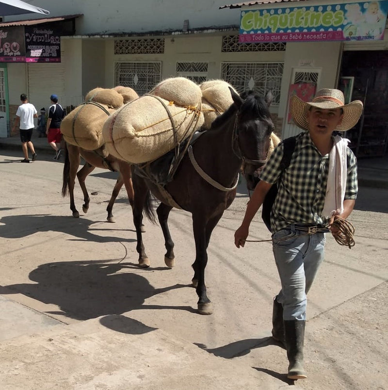 COLOMBIA FT ORGANIC TOLIMA LA CUMBRE - *51624* - 25634 - 69.9 kg GrainPro Bags - SPOT RCWHSE