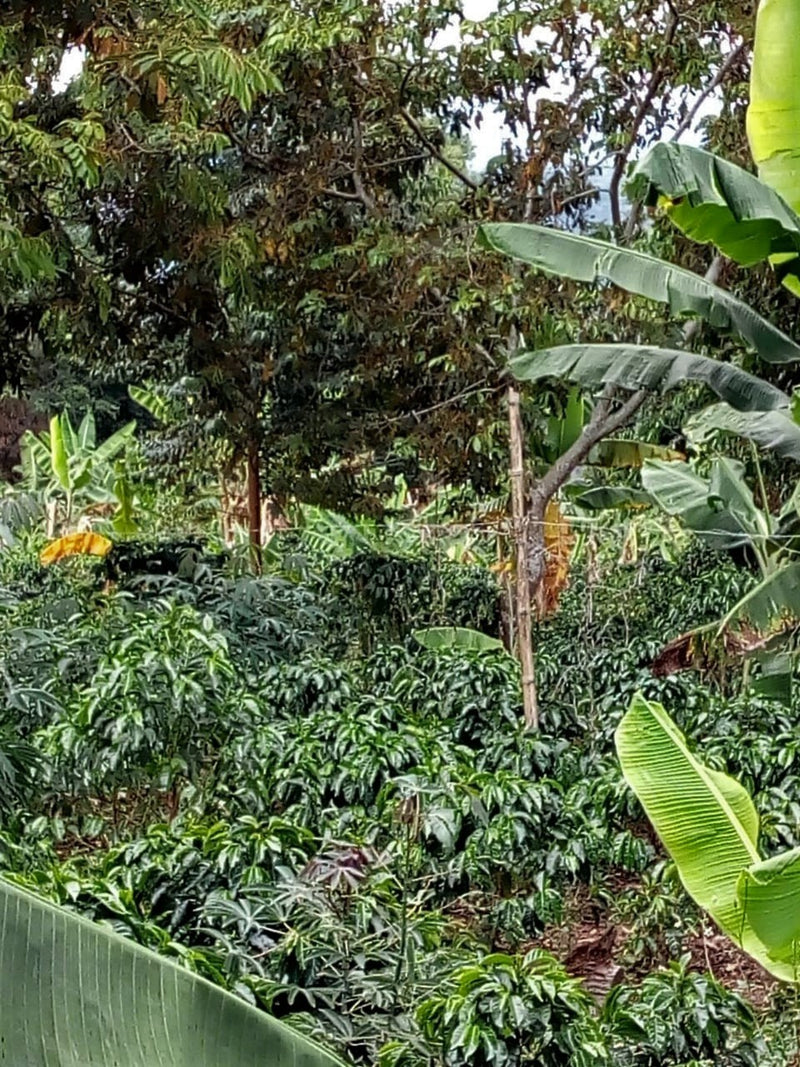 Colombia Huila Bonanza Natural - *48740* - 25881 - 70.4 kg GrainPro Bags - SPOT RCWHSE
