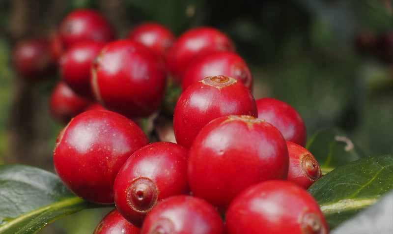 Colombia Huila Bonanza Natural - *48740* - 25881 - 70.4 kg GrainPro Bags - SPOT RCWHSE