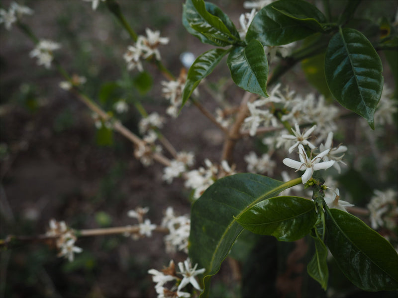 BALI ORGANIC KINTAMANI NATURAL - *50678* - 25767 - GrainPro Bags - SPOT RCWHSE