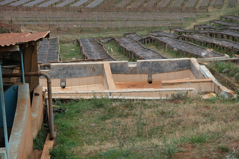 Kenya Kirinyaga Baragwi Muchagara AA - 10NG0063 - 28051 - 30.0 kg Box/Vacuum Pack - SPOT SHANGHAI