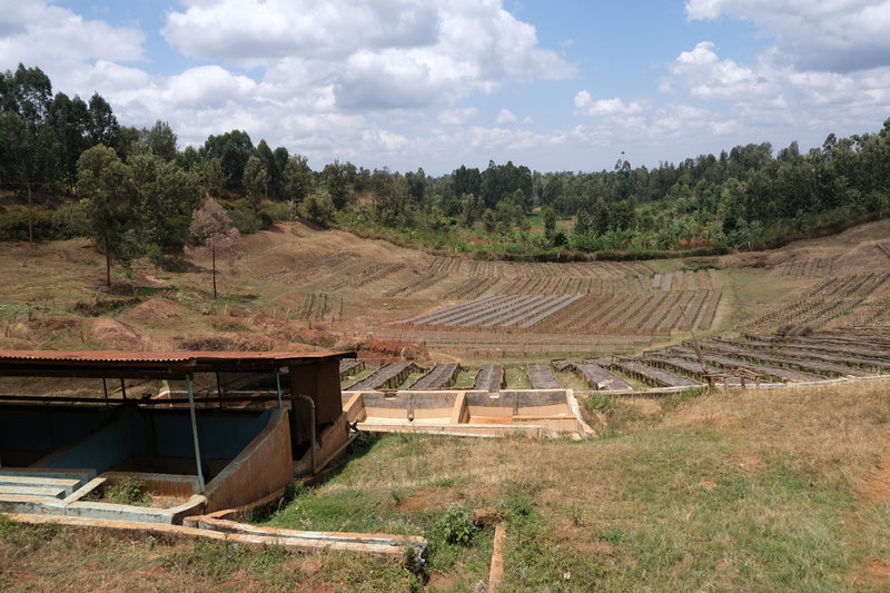 Kenya Kirinyaga Baragwi Muchagara AA - 10NG0063 - 28051 - 30.0 kg Box/Vacuum Pack - SPOT SHANGHAI