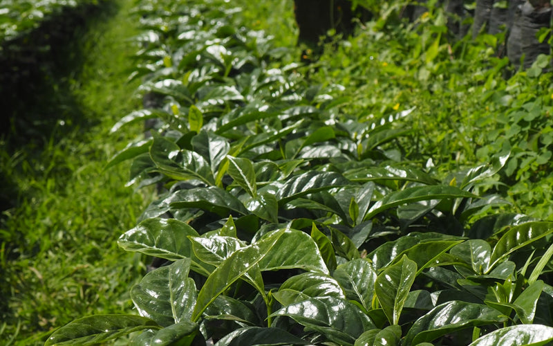BOLIVIA FT ORGANIC COOP AGROPECUARIA BIO ARABICA - *48857* - 24980 - GrainPro Bags - SPOT RCWHSE