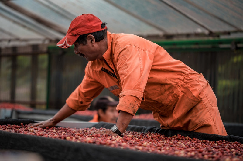 BOLIVIA ORGANIC CARANAVI BOLINDA BLEND - *48661* - 24798 - 60.0 kg Ecotact Bags - SPOT RCWHSE