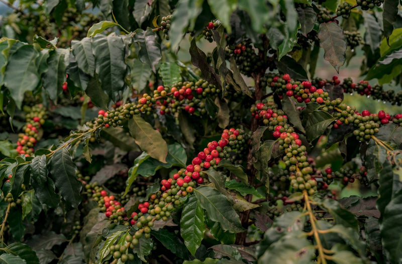 BOLIVIA ORGANIC CARANAVI BOLINDA BLEND - *48661* - 24798 - 60.0 kg Ecotact Bags - SPOT RCWHSE