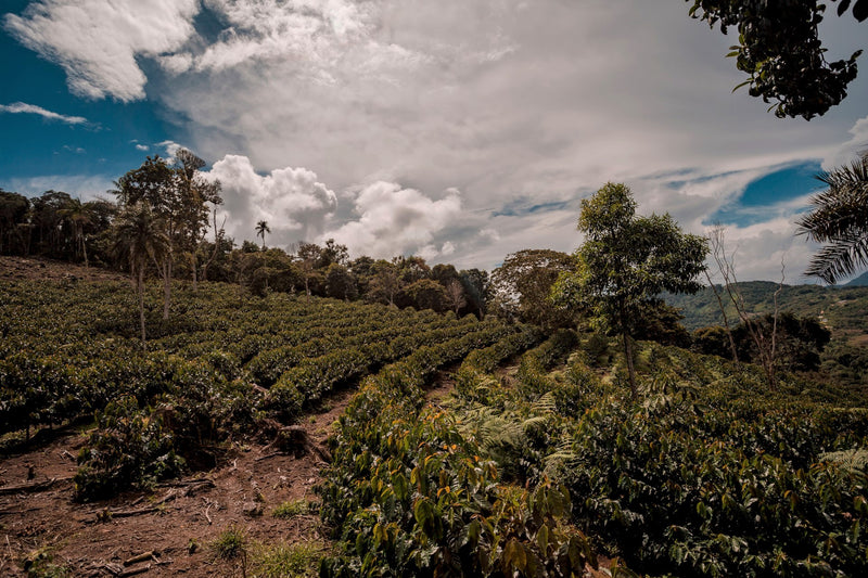 BOLIVIA ORGANIC CARANAVI BOLINDA BLEND - *48661* - 24798 - 60.0 kg Ecotact Bags - SPOT RCWHSE
