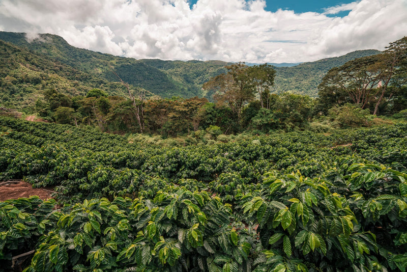 BOLIVIA ORGANIC CARANAVI BOLINDA BLEND - *48661* - 24798 - 60.0 kg Ecotact Bags - SPOT RCWHSE