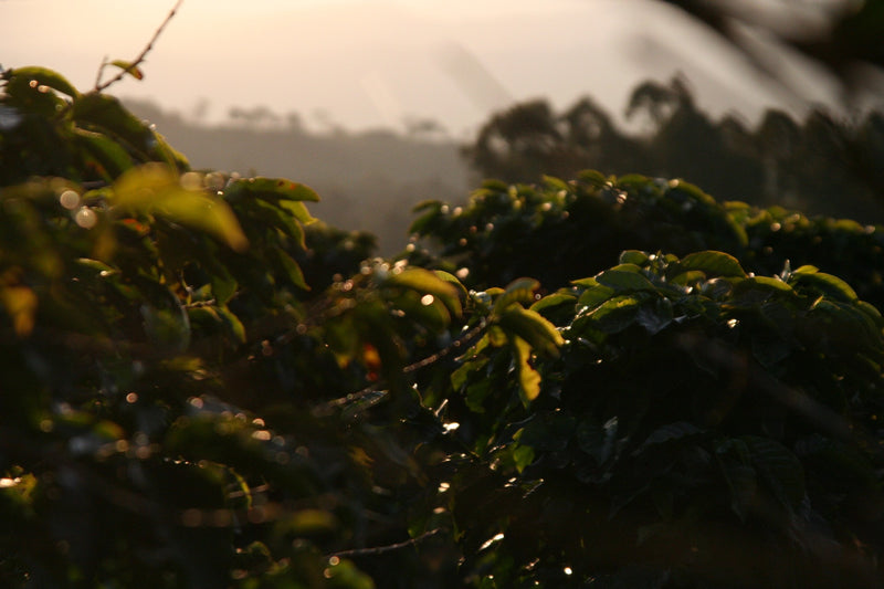 Brazil FAF Caconde Serra Do Cigano Natural - 28365 - 60.0 kg GrainPro Bags - SPOT RCWHSE