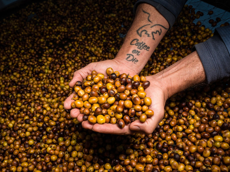 Brazil FAF Caparaó Clayton Barrossa Monteiro Natural - 28370 - 60.0 kg GrainPro Bags - SPOT RCWHSE