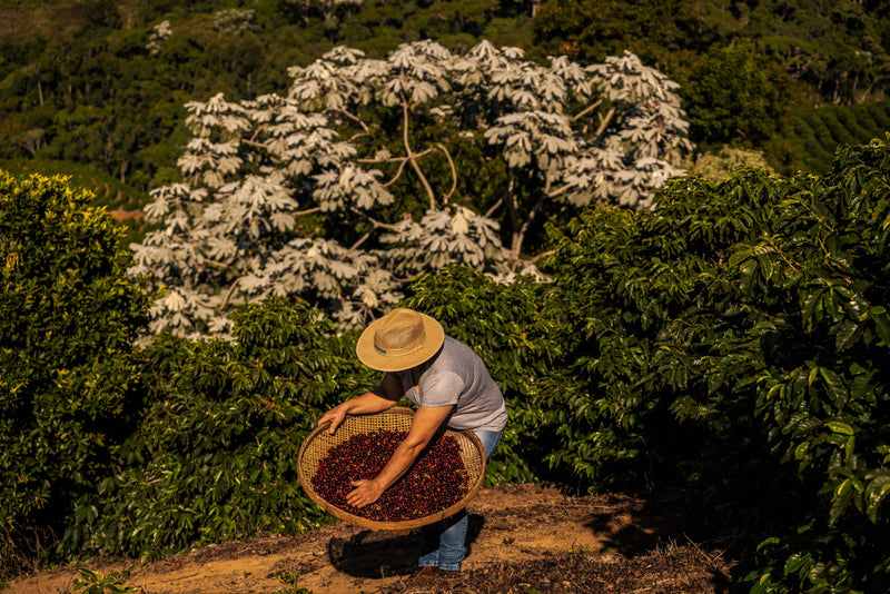 Brazil FAF Caparaó Community Natural - 28367 - 60.0 kg GrainPro Bags - SPOT RCWHSE