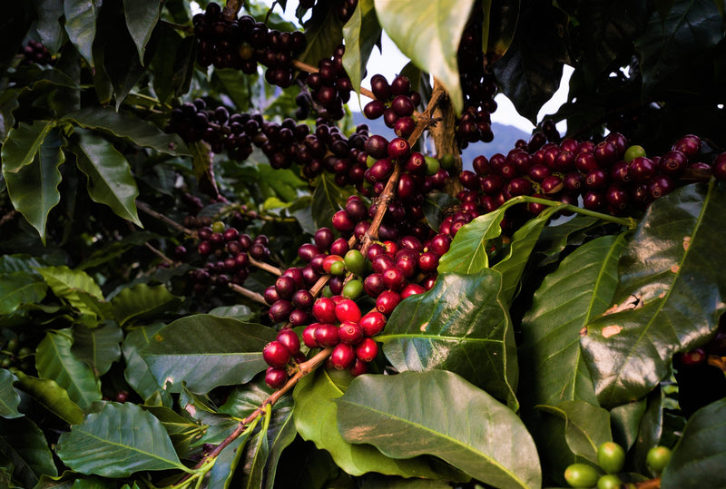 Brazil FAF Caparaó Community Natural - 28367 - 60.0 kg GrainPro Bags - SPOT RCWHSE