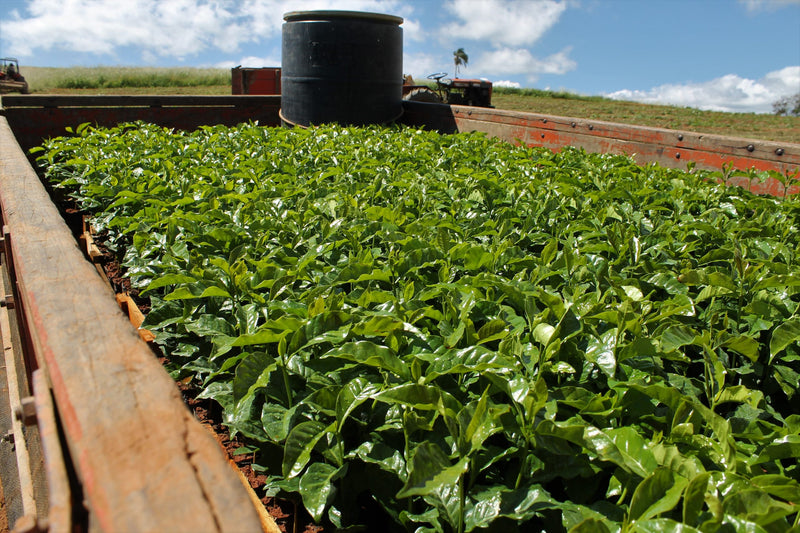 BRAZIL FT-FLO ORGANIC ACAFEG SANTA CLARA 15+ - 28251-1 - Videplast Bags - SPOT COSEATAC