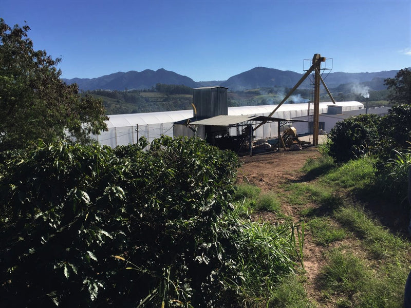 Brazil Santa Clara Pulped Natural Yellow Catuai 16+ - 30191 - Videplast Bags - SPOT RCWHSE