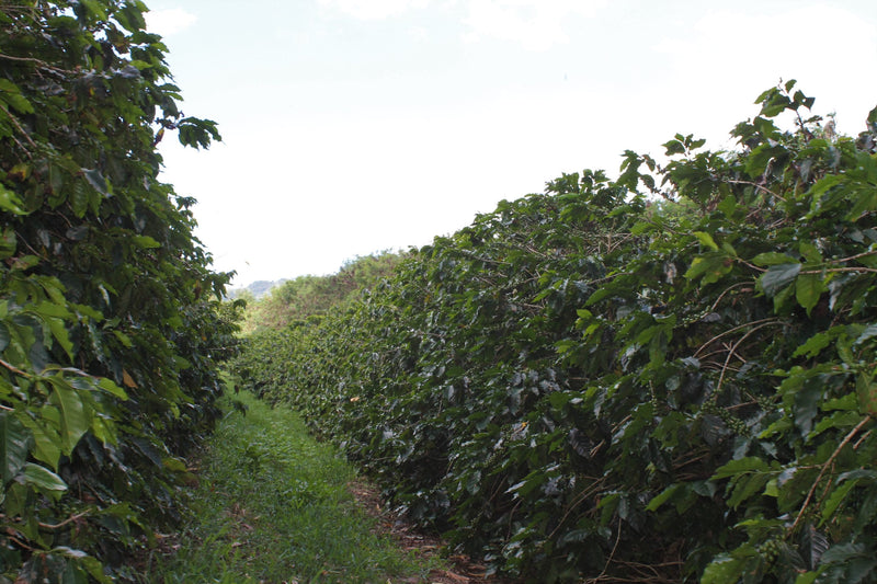 BRAZIL FT-FLO ORGANIC ACAFEG SANTA CLARA 15+ - 28251-1 - Videplast Bags - SPOT COSEATAC
