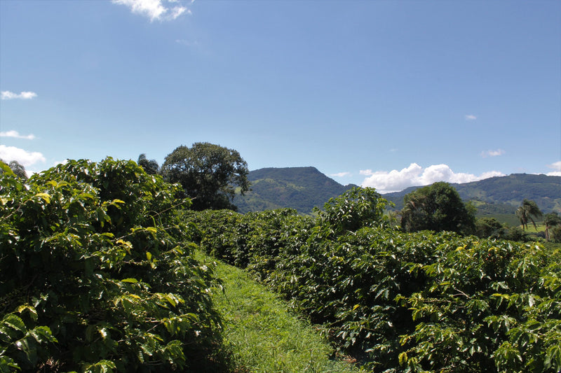 BRAZIL FT-FLO ORGANIC ACAFEG SANTA CLARA 15+ - 28251 - Videplast Bags - SPOT RCWHSE