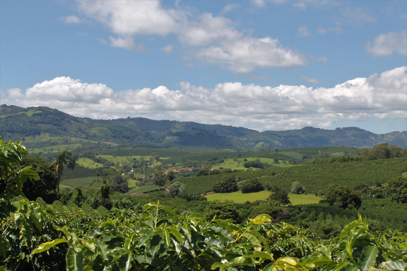 Brazil Santa Clara Pulped Natural Yellow Catuai 16+ - 30191 - Videplast Bags - SPOT RCWHSE