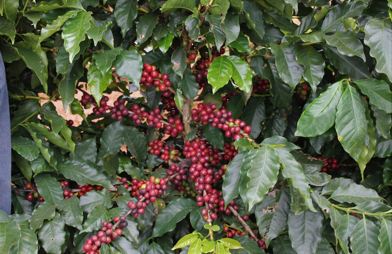BRAZIL ORGANIC FAZENDAS MIXTAS 15+ - 30189-1 - Videplast Bags - SPOT RCWHSE