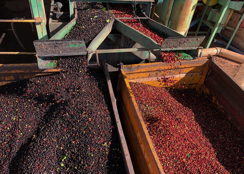 BRAZIL ORGANIC FAZENDAS MIXTAS 15+ - 30189-3 - Videplast Bags - SPOT COSEATAC