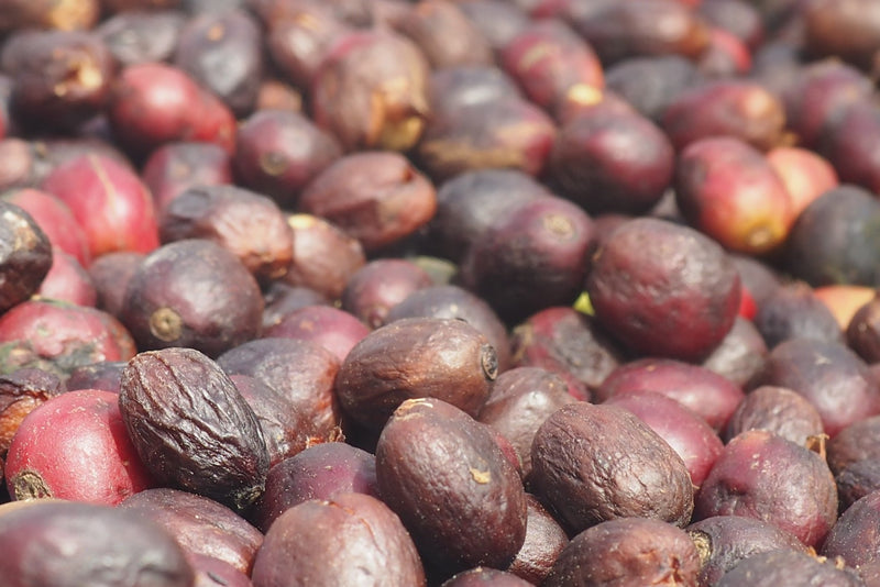 BRAZIL ORGANIC FAZENDA DUTRA NATURAL RED CATUAI 15+ - 29714 - Videplast Bags - SPOT RCWHSE