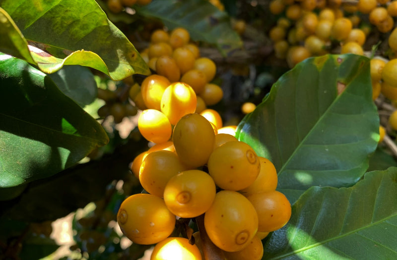 BRAZIL ORGANIC FAZENDA RECANTO PEABERRY - 28927-4 - Videplast Bags - SPOT COSEATAC
