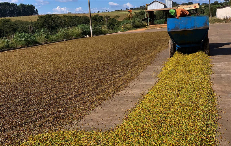 BRAZIL ORGANIC FAZENDA RECANTO PEABERRY - 28927-4 - Videplast Bags - SPOT COSEATAC