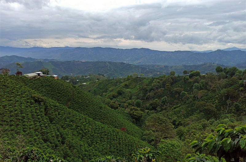 Colombia Huila Bruselas - 28819 - 69.8 kg GrainPro Bags - SPOT RCWHSE