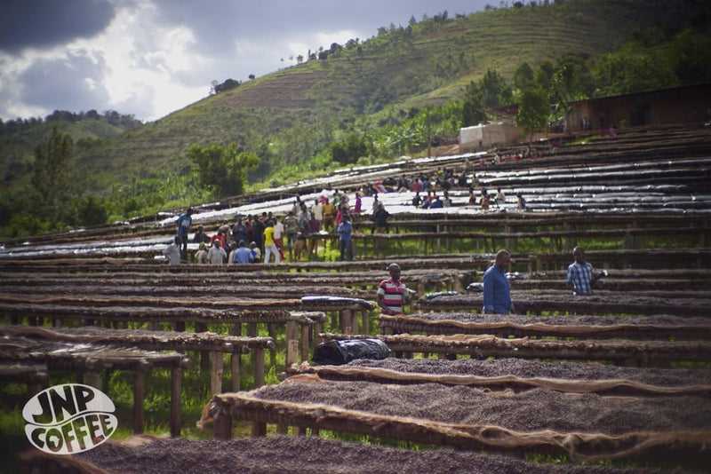 Crown Jewel Burundi Gashoho Bavyeyi Raised Bed Natural CJ1483 - *51655* - 25640 - SPOT RCWHSE