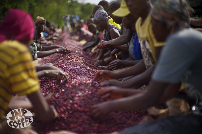 Burundi Muyinga Gashoho Bavyeyi Natural - Lot 2 - 30442 - GrainPro Bags - SPOT RCWHSE