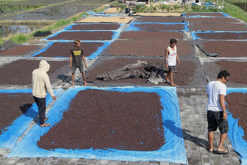 Bali Catur Natural Carbonic Maceration - 35061 - GrainPro Bags - SPOT RCWHSE