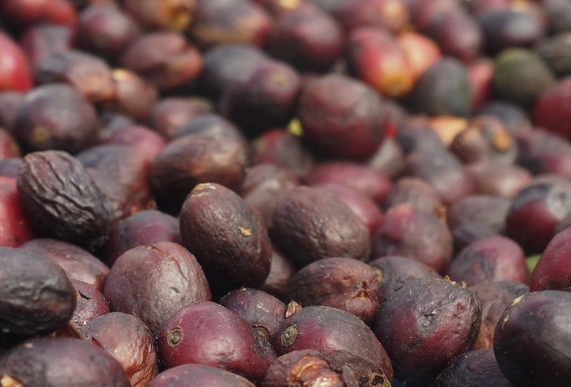 Bali Kintamani Natural - *47869C* - 26238 - GrainPro Bags - SPOT SHANGHAI