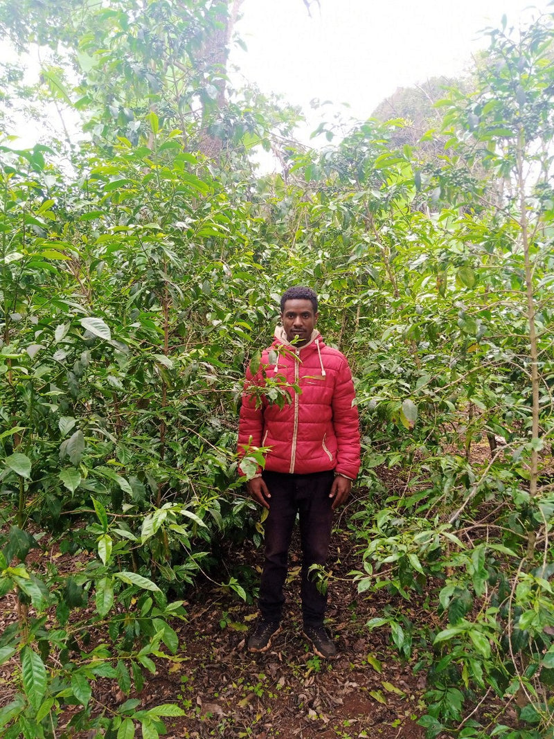 Ethiopia Farmgate COE National Select Jury Yirgacheffe 1 Natural Bare Tabato Moda - 29927-1 - GrainPro Bags - SPOT RCWHSE
