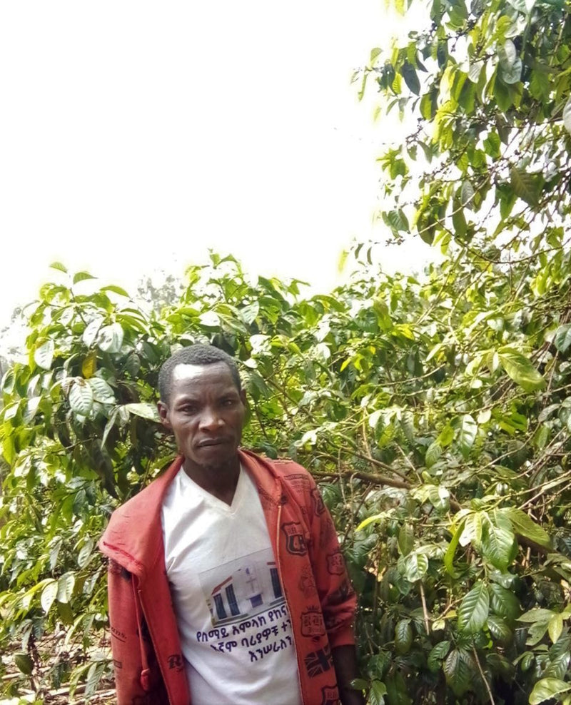Ethiopia Farmgate COE National Select Jury Yirgacheffe 1 Natural Bekele Beyene Gemeda - 29931 - GrainPro Bags - SPOT RCWHSE
