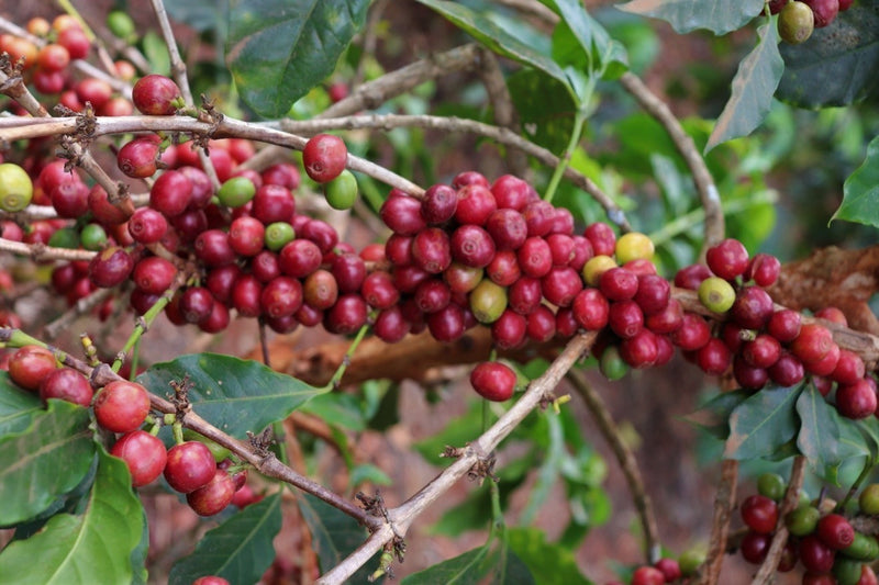 Ethiopia Farmgate COE National Select Jury Yirgacheffe 1 Natural Bekele Beyene Gemeda - 29931-1 - GrainPro Bags - SPOT RCWHSE