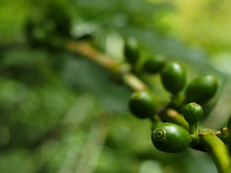 Ethiopia Farmgate COE National Select Jury Sidama 1 Natural Bekele Kechara Loke - 29938 - GrainPro Bags - SPOT RCWHSE