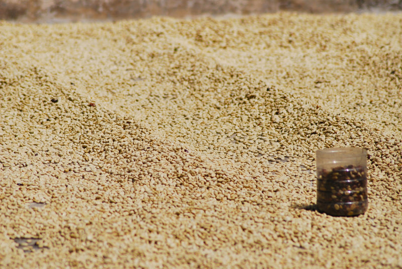 Bolivia Caranavi Agricafe Sol De La Manana Peaberry - 31414 - 60.0 kg GrainPro Bags - SPOT RCWHSE
