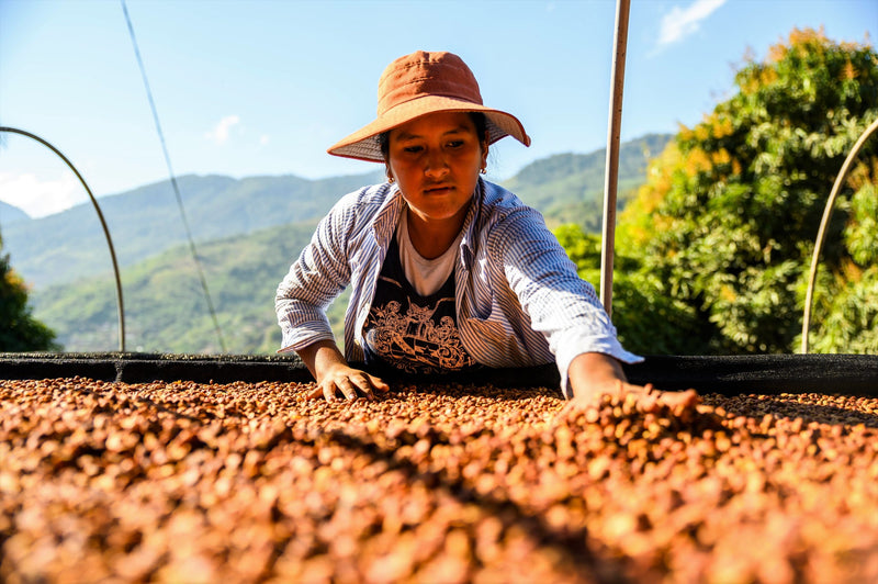 Bolivia Caranavi Agricafe Sol De La Manana Java - 31409 - 60.0 kg GrainPro Bags - SPOT SHANGHAI
