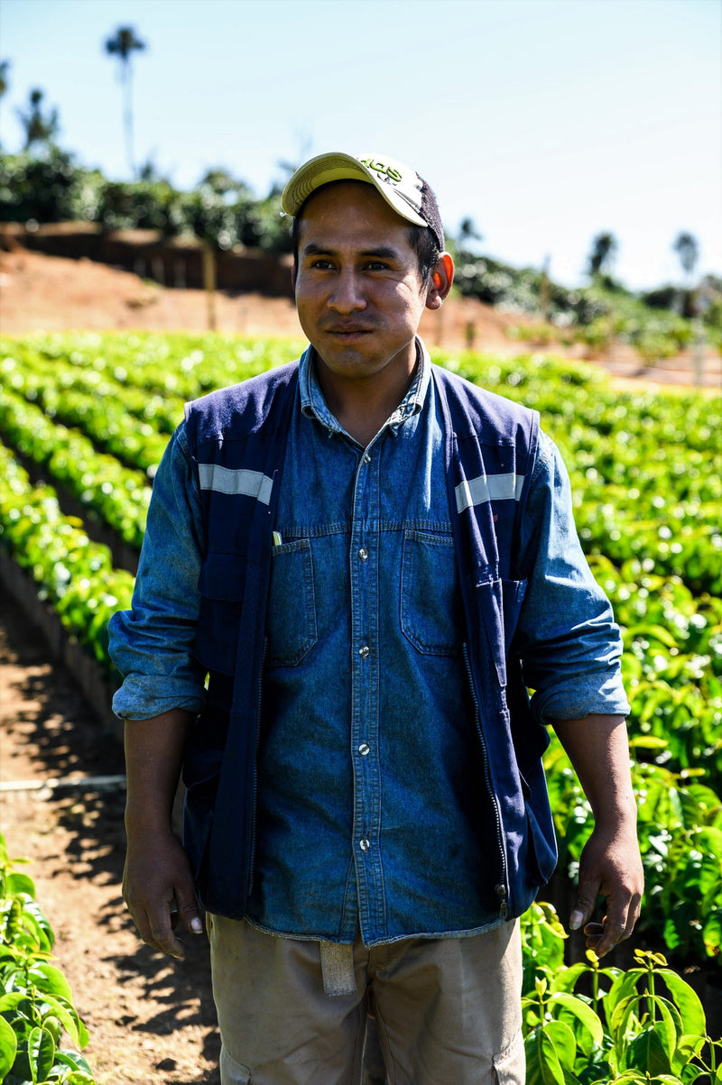 Bolivia Caranavi Agricafe Sol De La Manana Java - 31409 - 60.0 kg GrainPro Bags - SPOT SHANGHAI