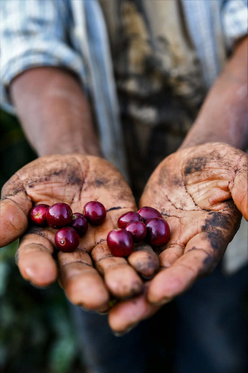 Bolivia Caranavi Agricafe Sol De La Manana Peaberry - 31406 - 60.0 kg GrainPro Bags - SPOT RCWHSE