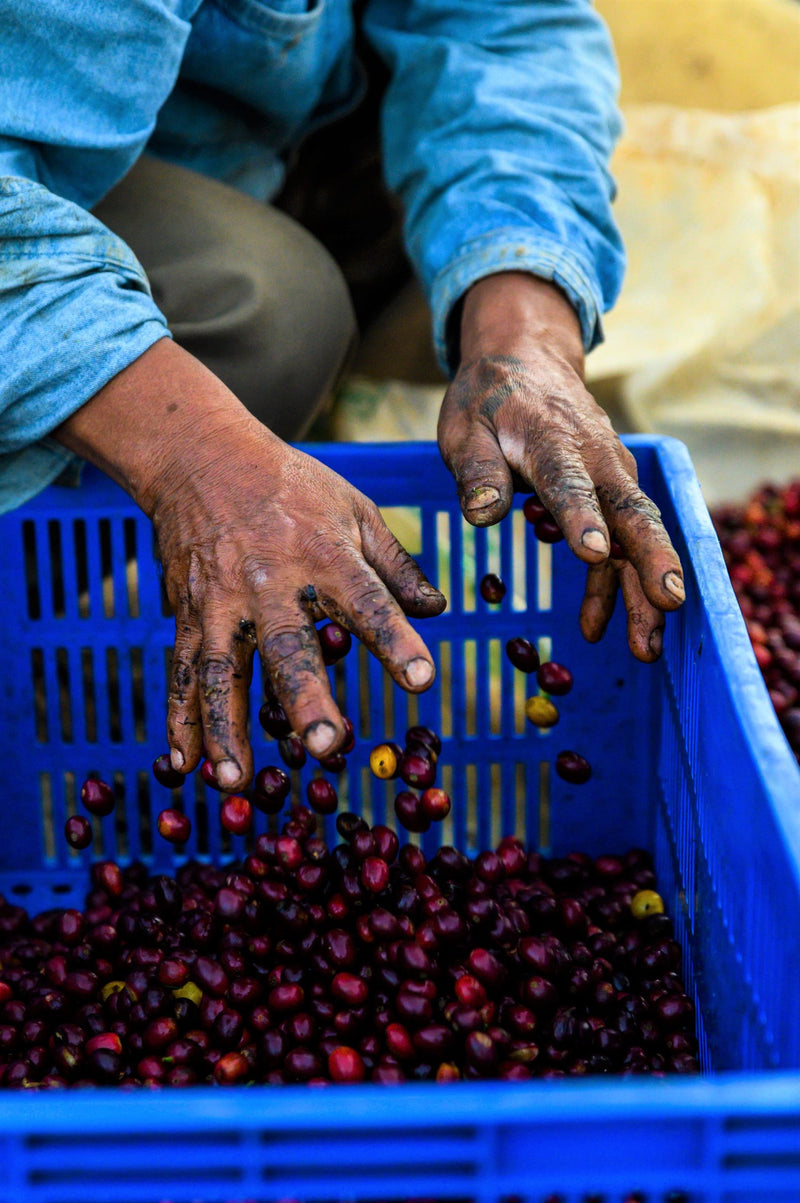 Bolivia Caranavi Agricafe Sol De La Manana Java - 31409 - 60.0 kg GrainPro Bags - SPOT RCWHSE