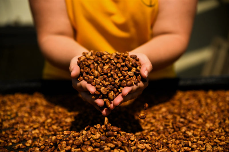 Bolivia Hernesto Mamani Honey - *52013* - 27102 - GrainPro Bags - SPOT RCWHSE