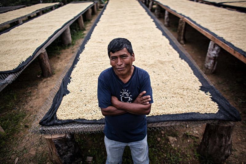 Bolivia Caranavi Mamani Family Anaerobic Caturra - *52139* - 27104-1 - 60.0 kg GrainPro Bags - SPOT RCWHSE
