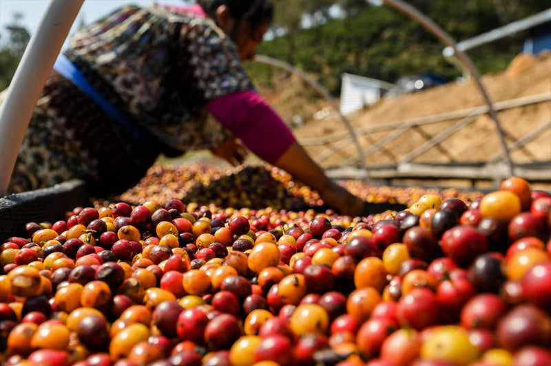 Bolivia Samaipata Agricafe Finca Los Rodriguez Natural - 31410 - 60.0 kg GrainPro Bags - SPOT RCWHSE