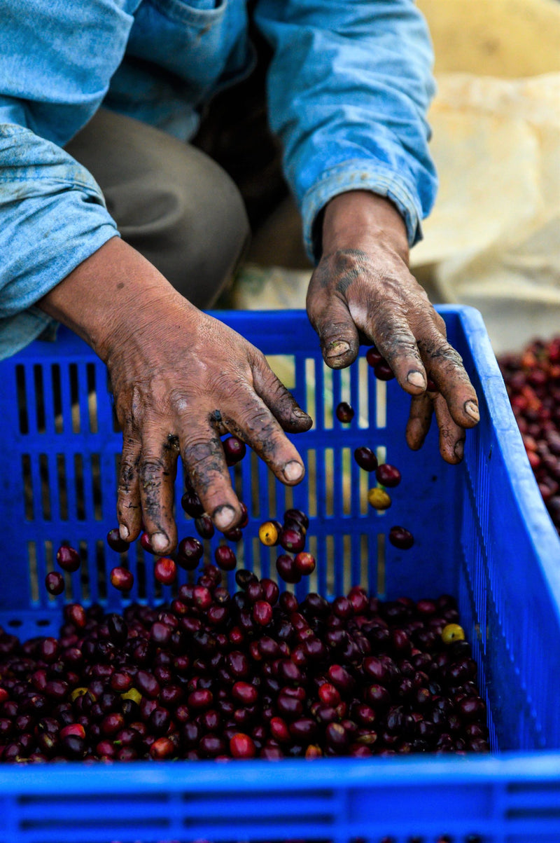 Bolivia Samaipata Agricafe Finca Tacu Natural Java - 31411 - 60.0 kg GrainPro Bags - SPOT RCWHSE