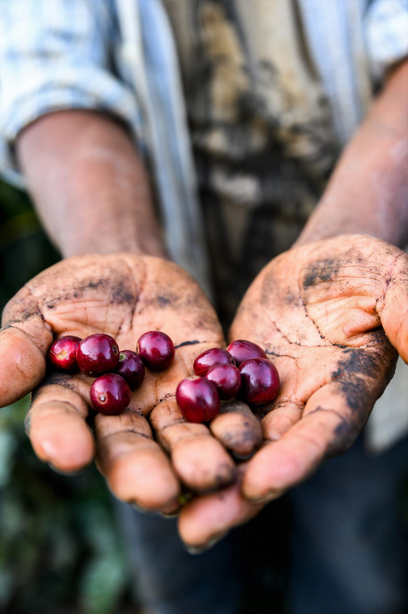 Bolivia Samaipata Agricafe Finca Los Rodriguez Pacamara - 31422-1 - 60.0 kg GrainPro Bags - SPOT RCWHSE