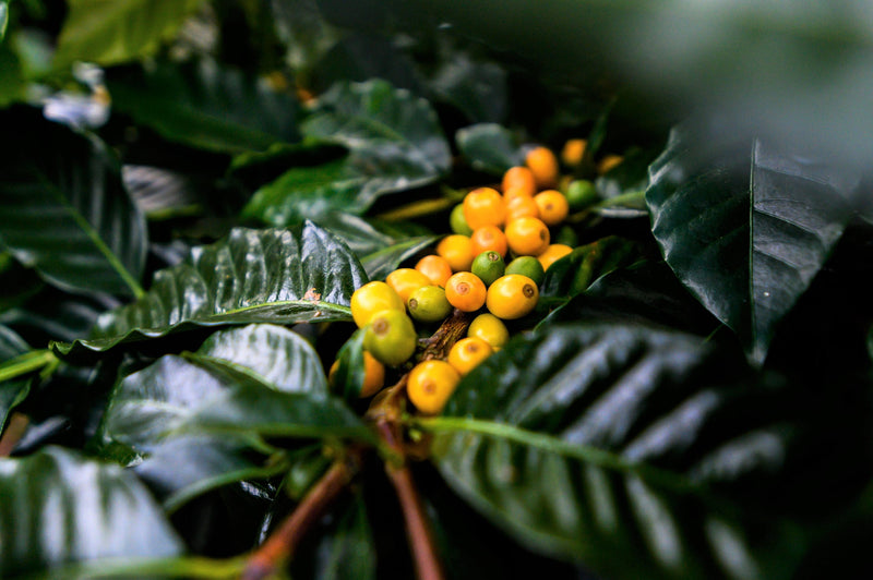 Bolivia Samaipata Agricafe Finca Los Rodriguez SL-34 - 31412 - 60.0 kg GrainPro Bags - SPOT RCWHSE