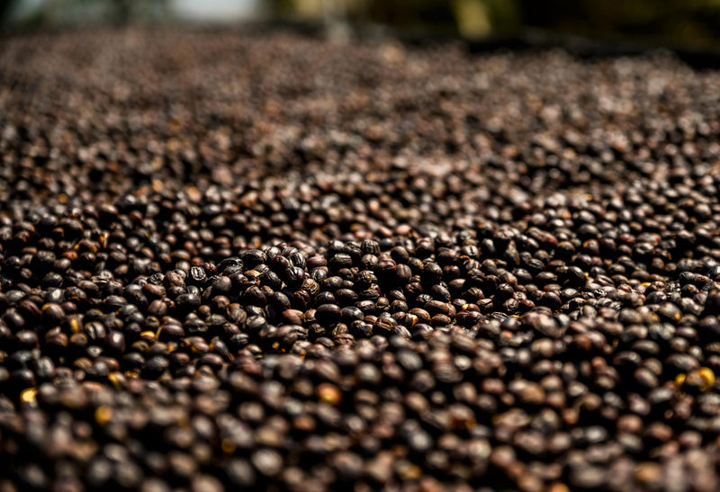 Bolivia Samaipata Agricafe Finca Tacu Natural Java - 31411 - 60.0 kg GrainPro Bags - SPOT RCWHSE